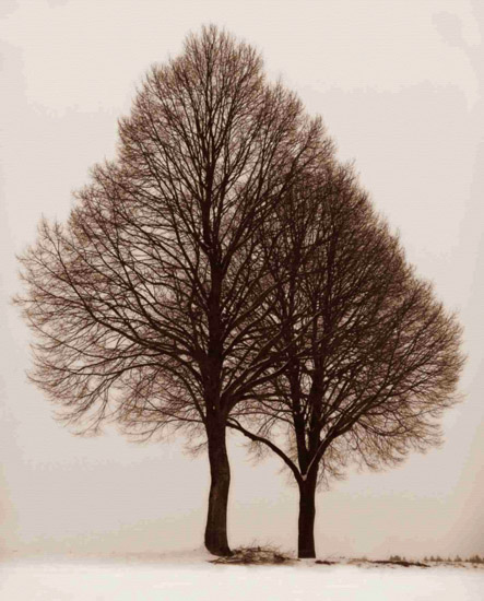 Compatible Landschaft JAHRRIESNGE  for trees-lpf00761 