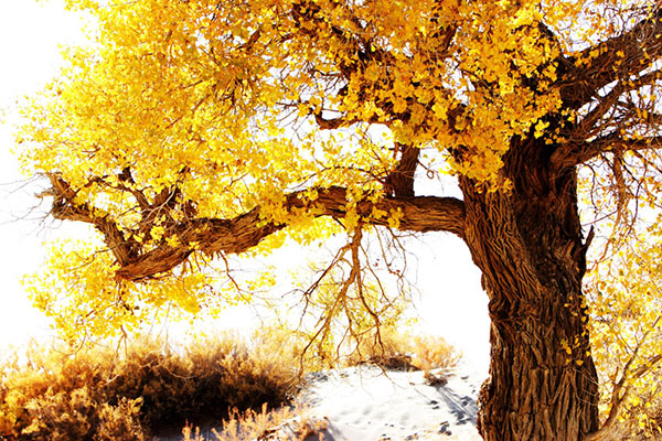 Compatible Landschaft JAHRRIESNGE  for tree-lpf01848 