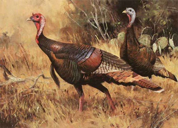 Compatible Tiere Jahrriesnge  for Spit-chicken-lpf02527 