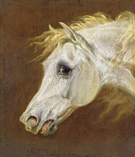 Compatible Tiere Jahrriesnge  for horse-lpf02650 