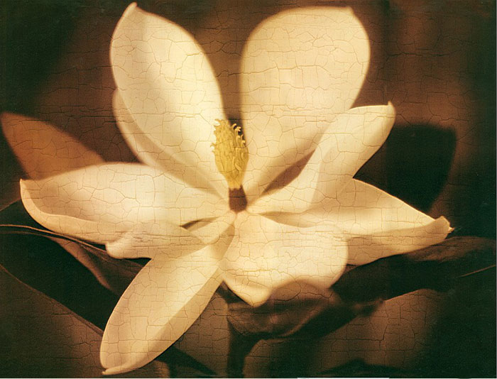 Compatible Blumen JAHRRIESNGE  for flowers lpf04408 