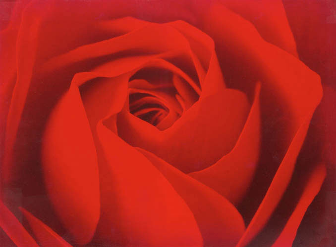 Compatible Blumen JAHRRIESNGE  for flowers lpf04420 