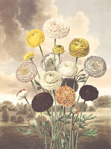 Compatible Blumen JAHRRIESNGE  for flower lpf04700 