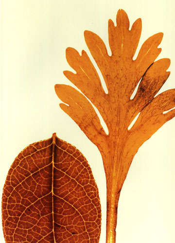 Compatible Blumen JAHRRIESNGE  for leaves lpf04761 