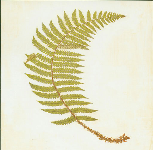 Compatible Blumen JAHRRIESNGE  for leaf lpf04777 