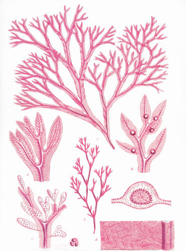 Compatible Blumen JAHRRIESNGE  for flowers lpf04835 