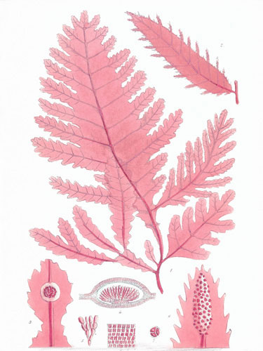 Compatible Blumen JAHRRIESNGE  for flowers lpf04836 