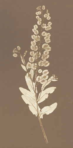 Compatible Blumen JAHRRIESNGE  for flowers lpf04839 