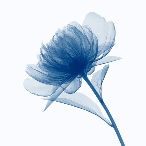 Compatible Blumen JAHRRIESNGE  for flowers lpf04847 