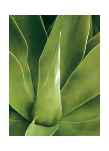 Compatible Blumen JAHRRIESNGE  for leaf lpf04868 