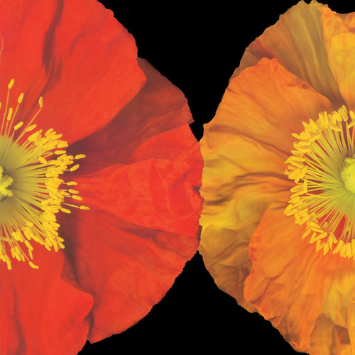 Compatible Blumen JAHRRIESNGE  for flower lpf05048 