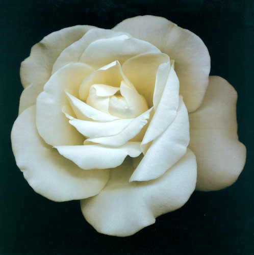 Compatible Blumen JAHRRIESNGE  for flowers lpf05419 