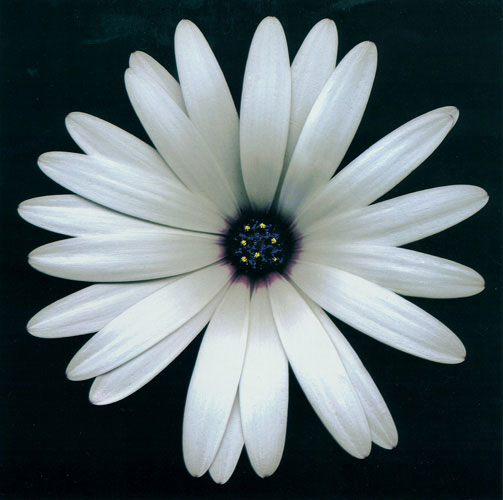 Compatible Blumen JAHRRIESNGE  for flowers lpf05423 