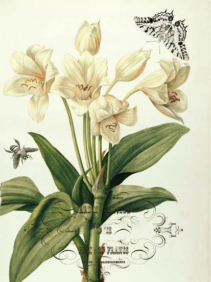 Compatible Blumen JAHRRIESNGE  for flowers-lpf06638 