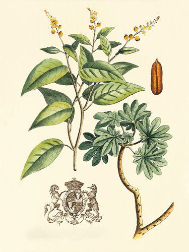 Compatible Blumen JAHRRIESNGE  for flowers-lpf06641 