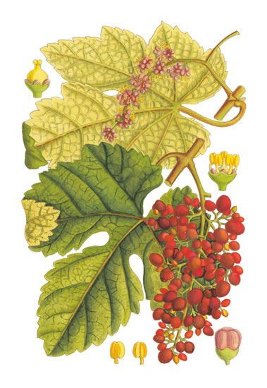 Compatible Blumen JAHRRIESNGE  for flowers-lpf06763 