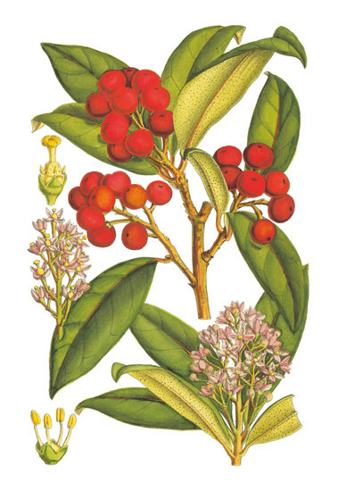 Compatible Blumen JAHRRIESNGE  for flowers-lpf06765 