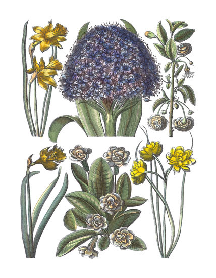 Compatible Blumen JAHRRIESNGE  for flowers-lpf06782 