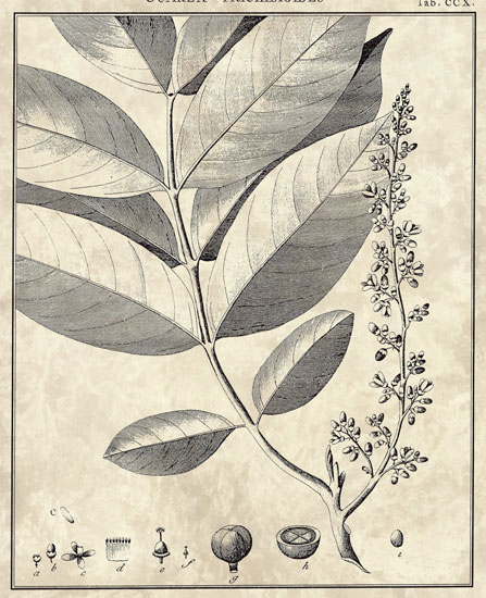 Compatible Blumen JAHRRIESNGE  for flowers-lpf06798 