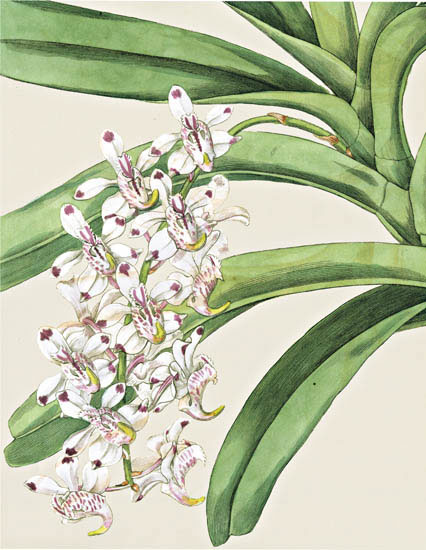 Compatible Blumen JAHRRIESNGE  for flowers-lpf06825 