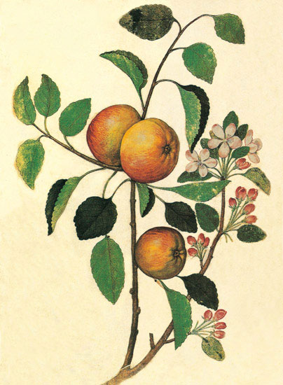 Compatible Blumen JAHRRIESNGE  for flowers-lpf06846 