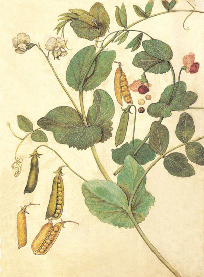 Compatible Blumen JAHRRIESNGE  for flowers-lpf06848 