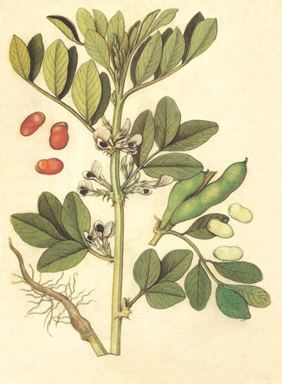 Compatible Blumen JAHRRIESNGE  for flowers-lpf06849 