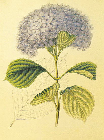 Compatible Blumen JAHRRIESNGE  for flowers-lpf06860 