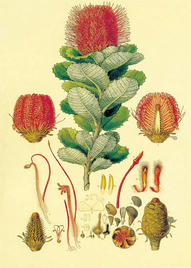 Compatible Blumen JAHRRIESNGE  for flowers-lpf06869 