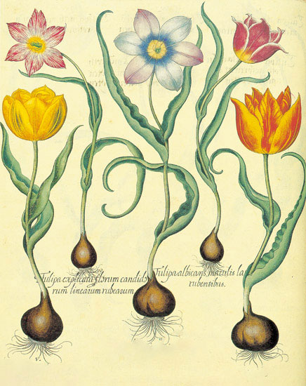 Compatible Blumen JAHRRIESNGE  for flowers-lpf06878 