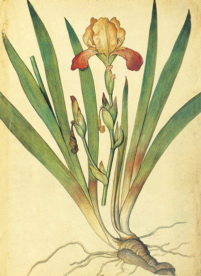 Compatible Blumen JAHRRIESNGE  for flowers-lpf06880 