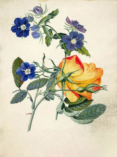 Compatible Blumen JAHRRIESNGE  for flowers-lpf06889 