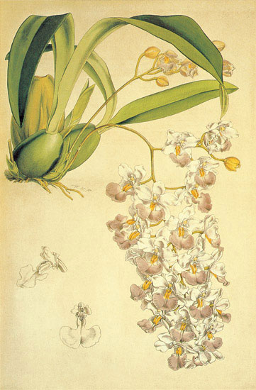 Compatible Blumen JAHRRIESNGE  for flowers-lpf06895 