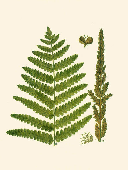 Compatible Blumen JAHRRIESNGE  for leaves-lpf06898 