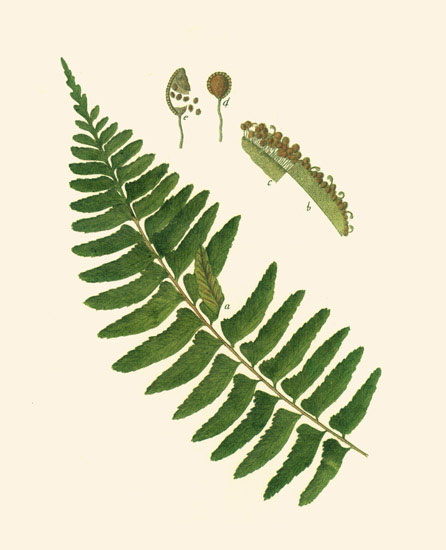 Compatible Blumen JAHRRIESNGE  for leaves-lpf06899 