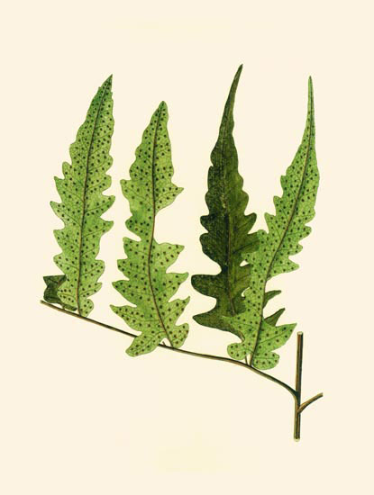 Compatible Blumen JAHRRIESNGE  for leaves-lpf06901 