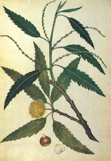 Compatible Blumen JAHRRIESNGE  for leaves-lpf06925 