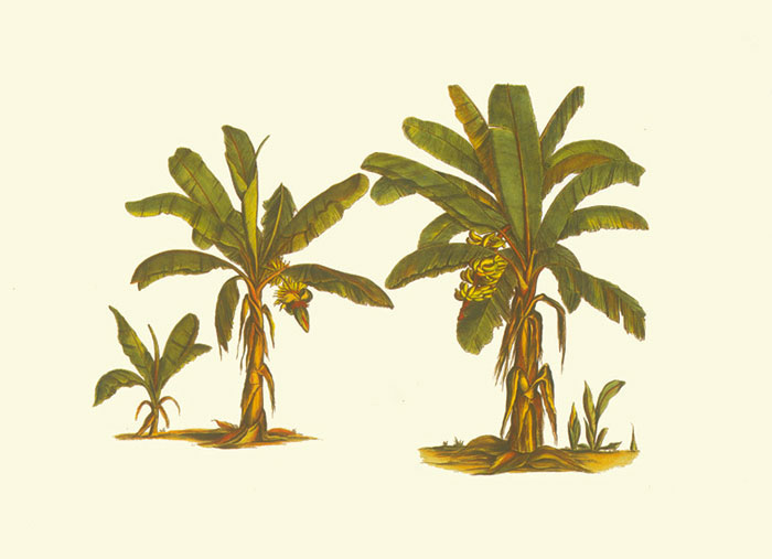 Compatible Blumen JAHRRIESNGE  for flowers-lpf06928 