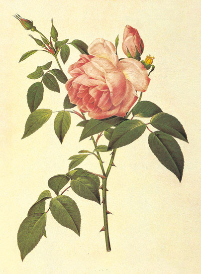 Compatible Blumen JAHRRIESNGE  for flowers-lpf06949 