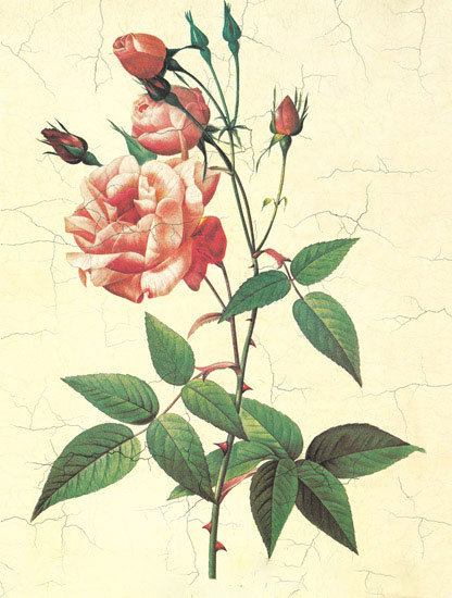 Compatible Blumen JAHRRIESNGE  for flowers-lpf06952 