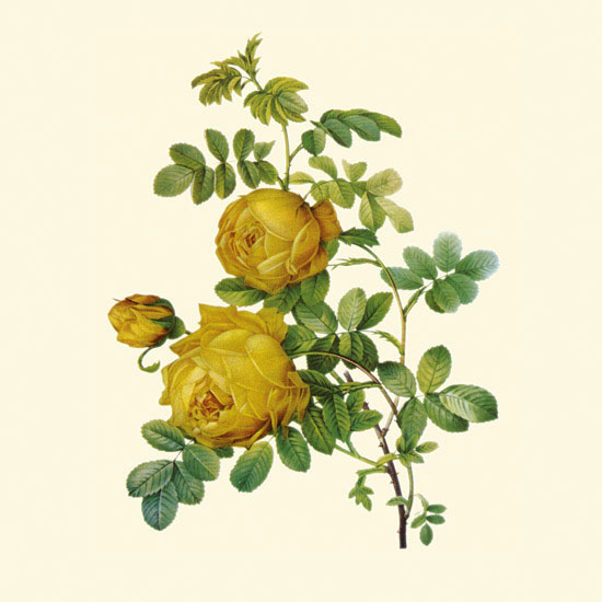 Compatible Blumen JAHRRIESNGE  for flowers-lpf06955 