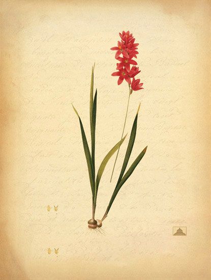 Compatible Blumen JAHRRIESNGE  for flowers-lpf06966 