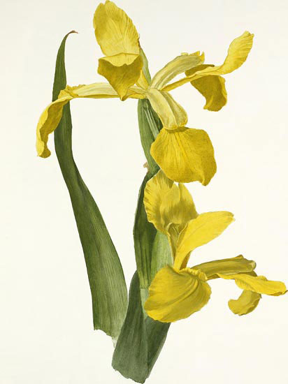 Compatible Blumen JAHRRIESNGE  for flowers-lpf06990 