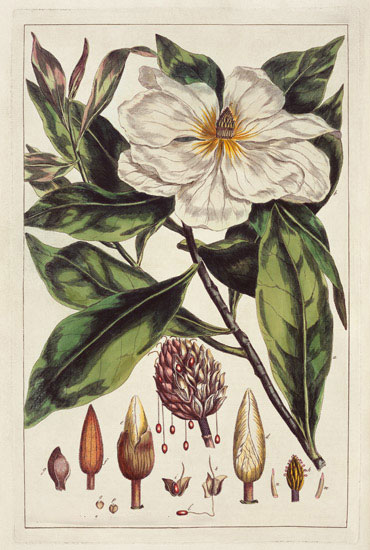 Compatible Blumen JAHRRIESNGE  for flowers-lpf07006 