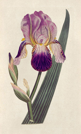 Compatible Blumen JAHRRIESNGE  for flowers-lpf07007 