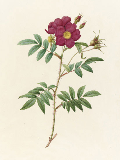 Compatible Blumen JAHRRIESNGE  for flowers-lpf07021 