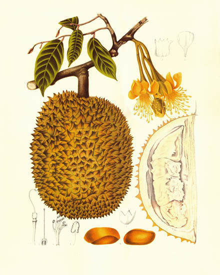 Compatible Blumen JAHRRIESNGE  for flowers-lpf07029 