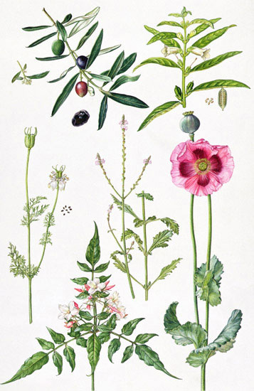 Compatible Blumen JAHRRIESNGE  for flowers-lpf07033 