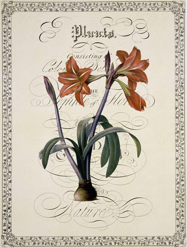 Compatible Blumen JAHRRIESNGE  for flowers-lpf07222 