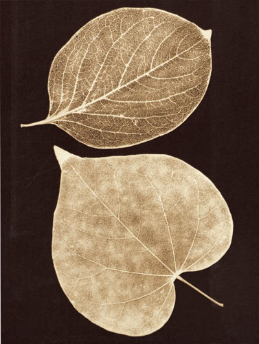 Compatible Blumen JAHRRIESNGE  for flowers-lpf07225 